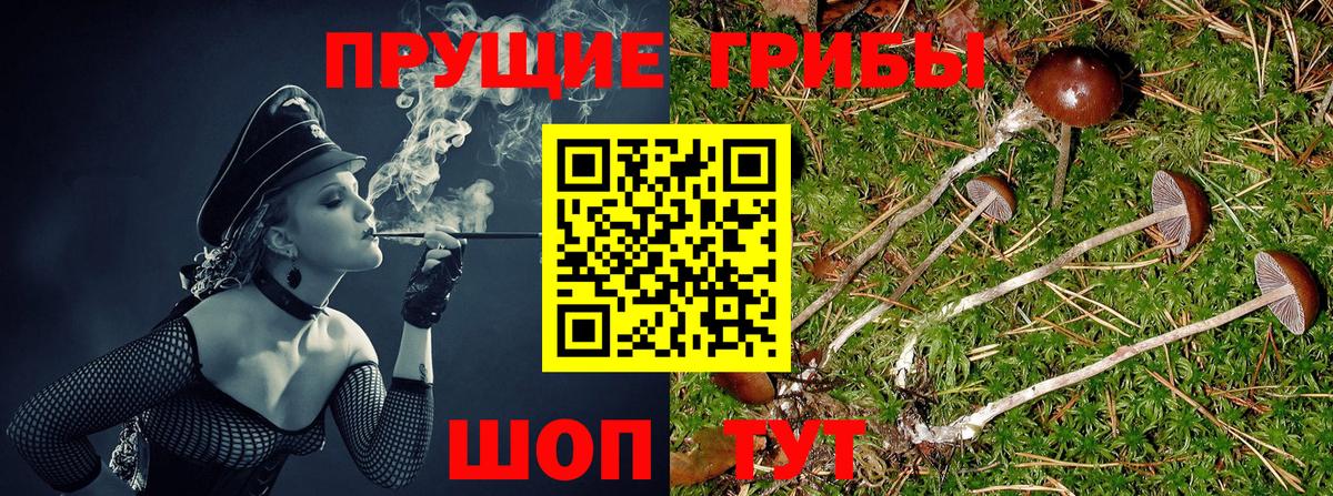 Галлюциногенные грибы прущие грибы  где купить наркоту  Тара  Вход с VPN 